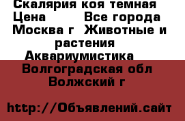 Скалярия коя темная › Цена ­ 50 - Все города, Москва г. Животные и растения » Аквариумистика   . Волгоградская обл.,Волжский г.